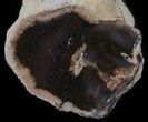 Petrified Wood Limb - Nevada #42125-1
